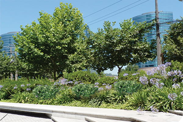 Mantención areas verdes